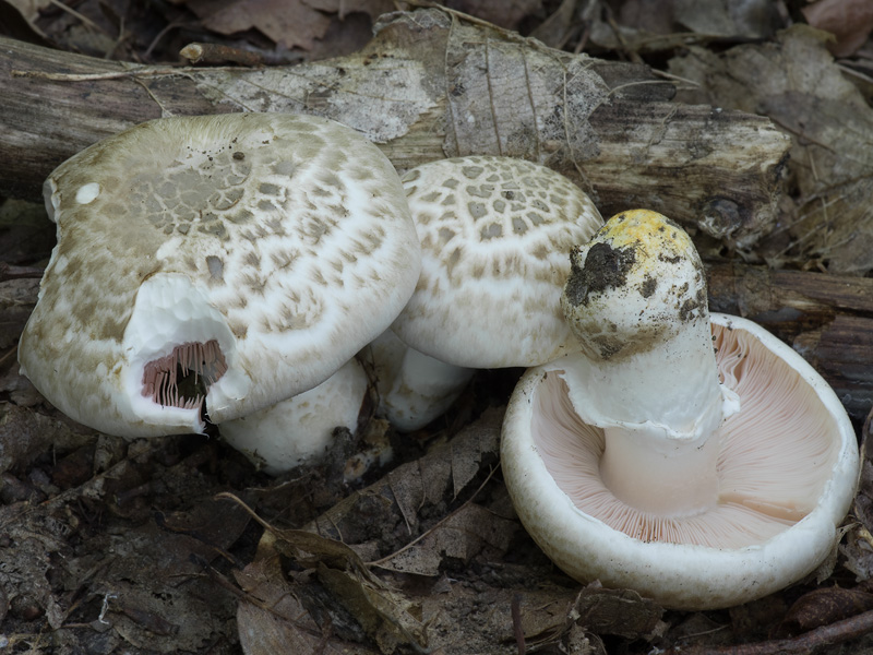 Agaricus bresadolanus